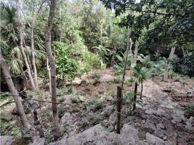 Lotes ecológicos LA CEIBA, cerca de cenotes desde 323 m2