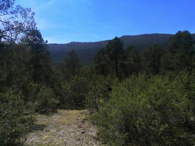 Venta de terreno campestre en Arteaga 32.6 hectáreas en el ejido el Poleo